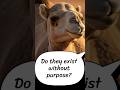 Could they exist without a purpose? #camels #ponder 🐫🐫🚢