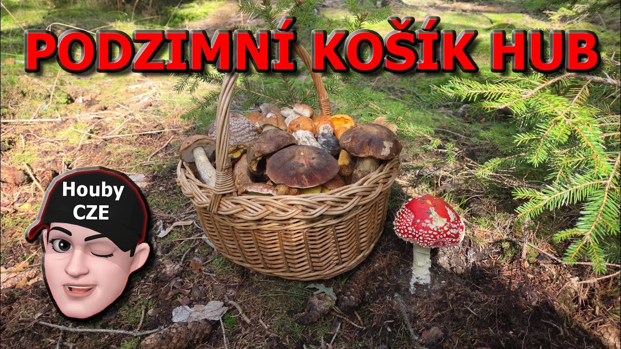 PODZIMNÍ KOŠÍK HUB | Křemenáče | Kozáci |  Hřiby a další houby | 😉🍄👌👍🌲🌳