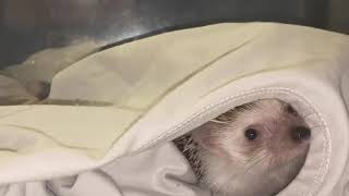 Hedgehog barking sound??