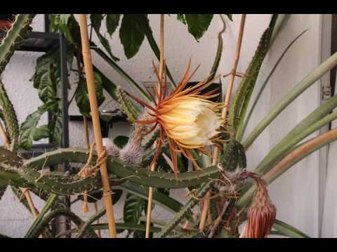 Selenicereus grandiflorus -