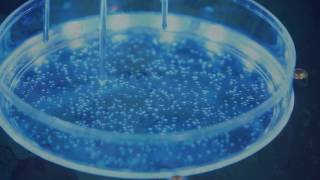 Wellcome Genome Campus - Campus Life