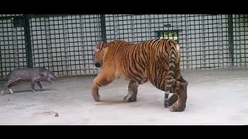 Plays with a pig before killing it - Sumatran tiger