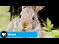 Official preview  remarkable rabbits  nature  pbs