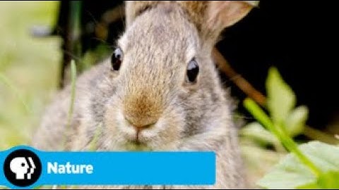 Official Preview | Remarkable Rabbits | NATURE | PBS