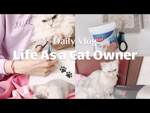 فيديو: أفضل 10 حالات للقطط