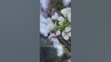 من اجمل قراءات الشيخ فارس عباد سورة ( يس ) رمضانيات مقتطفات للجوال