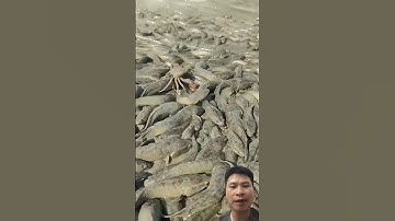 Cá lóc đồng trong ruộng lúa #fishing #thuongreaction #carpfishing