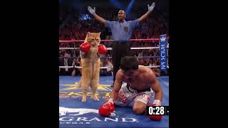 This Cat Just Defeated a Boxing Legend 😳🐱