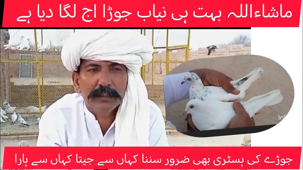 ماشاءاللہ بہت ہی نیاب جوڑا لگا دیا 32 ہزار والا کبوتر ساتھ بہادر مادی 