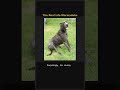 The Real Life Marmaduke 🐕🦺📰 #Shorts