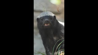 🦨Honey Badger - Cookie