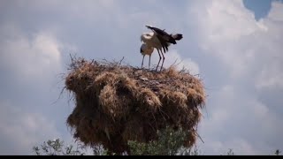 Uncovering the Secret Meaning of 'Seagull' Urban Slang!