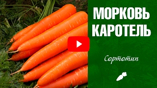 Морковь Каротель ✅ Сортотип ✓ Сад и огород с HitsadTV