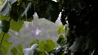 The sound of rain, birdsong | Шум дождя, пение птиц