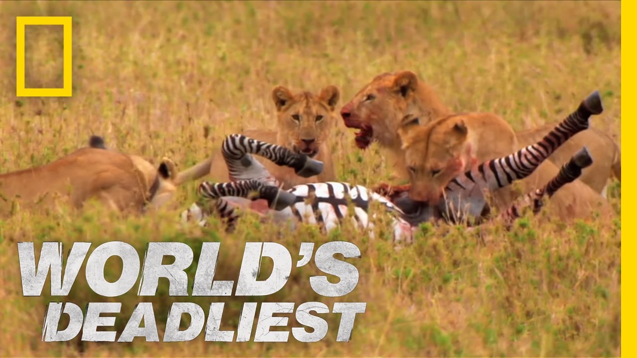 ⁣Lions vs. Zebra | World's Deadliest