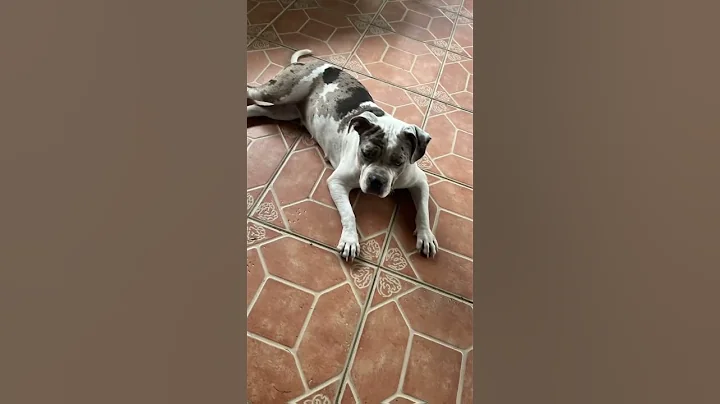 #tiktok #funnyvideo #petsrule #puppy #americanbully #bullybreed #lifeisbutadream #puppies #puppy