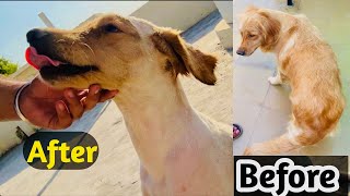 My Dog hair cutting at home | Golden Retriever Hair Removed in Summer | Gulshan Sangruria