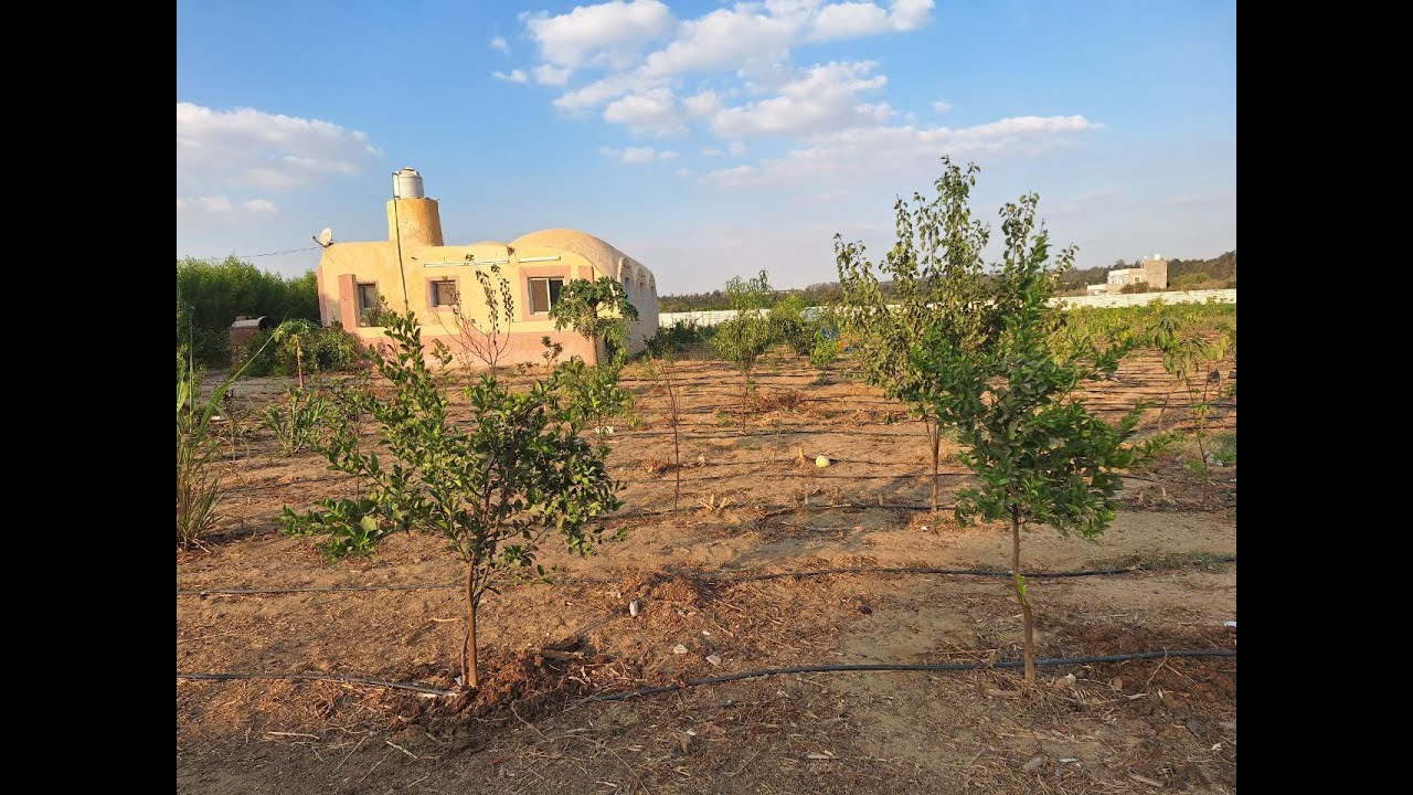 اليلحق الارض دي 2 فدان و نص بالسكن انتاج حيواني و مانجو فرعي منتصف طريق مصر اسكندرية الصحراوي
