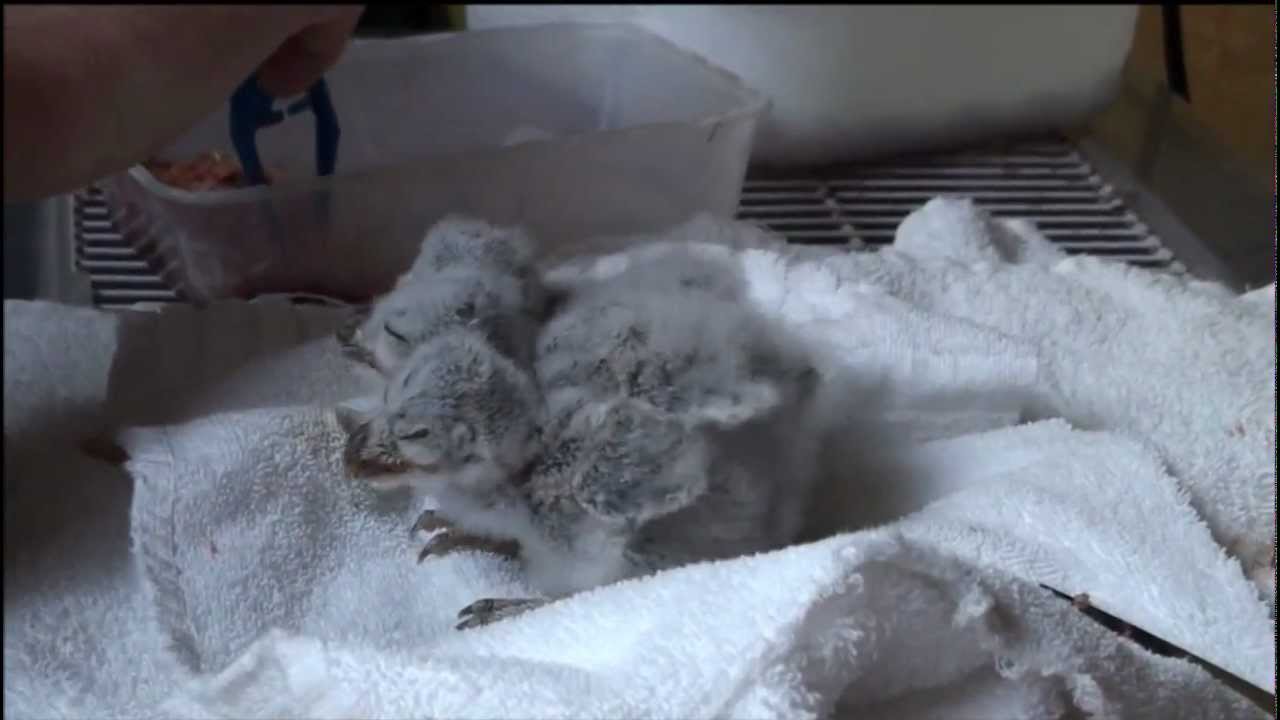 Hand Feeding Baby Owls YouTube