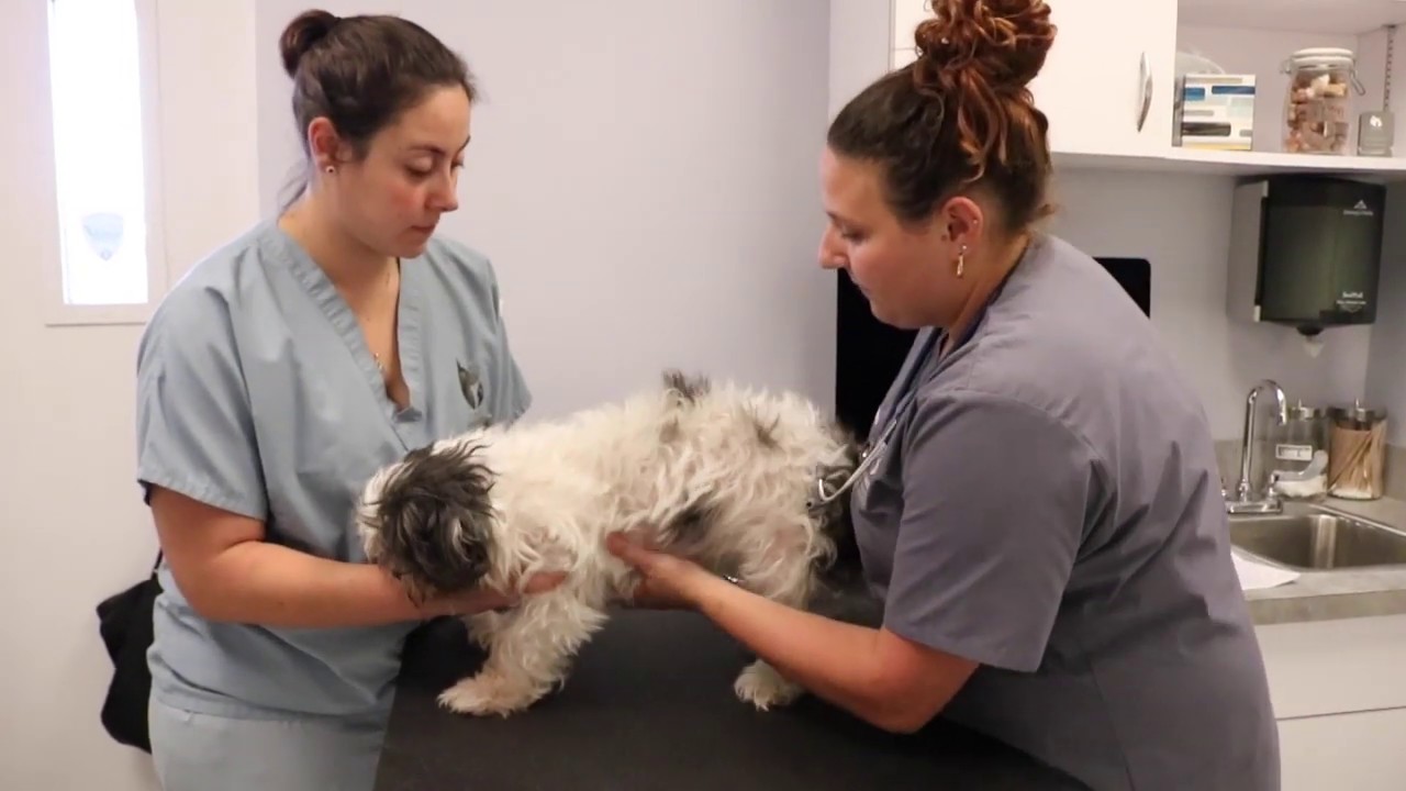 Shih Tzu Neurological Problems Shih Tzu Dog