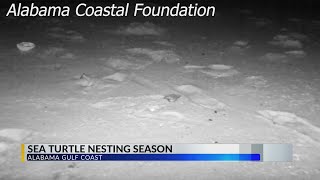Sea turtle nesting season begins; 2 nests already confirmed along the Gulf Coast