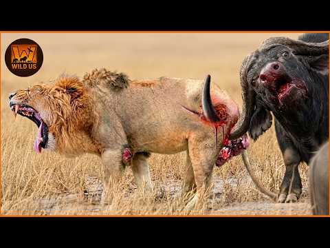 Predators Meet Their Limits Across the Wild