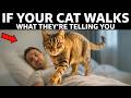If Your Cat Walks On You at Night, They’re Trying To Tell You This…
