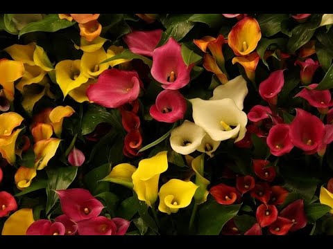 Калла - обзор каталога, цены.  5 причин почему я выбираю каллу.