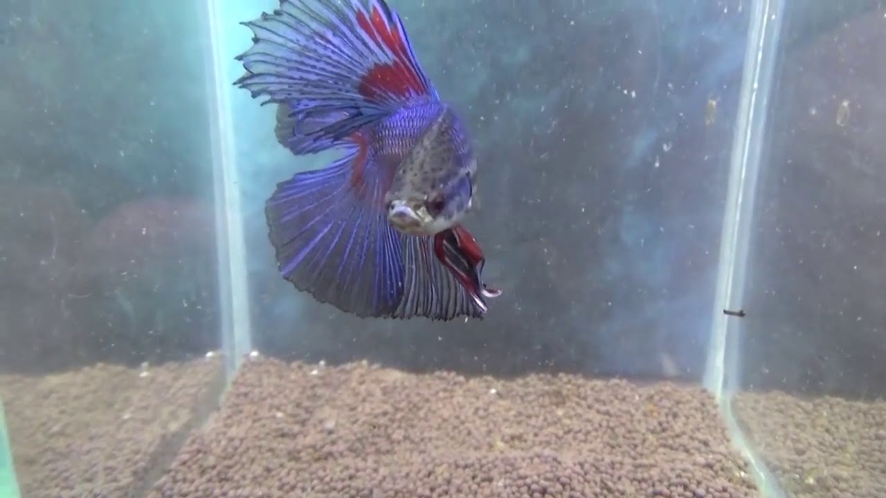 грунт для аквариума пропант с Али - YouTube