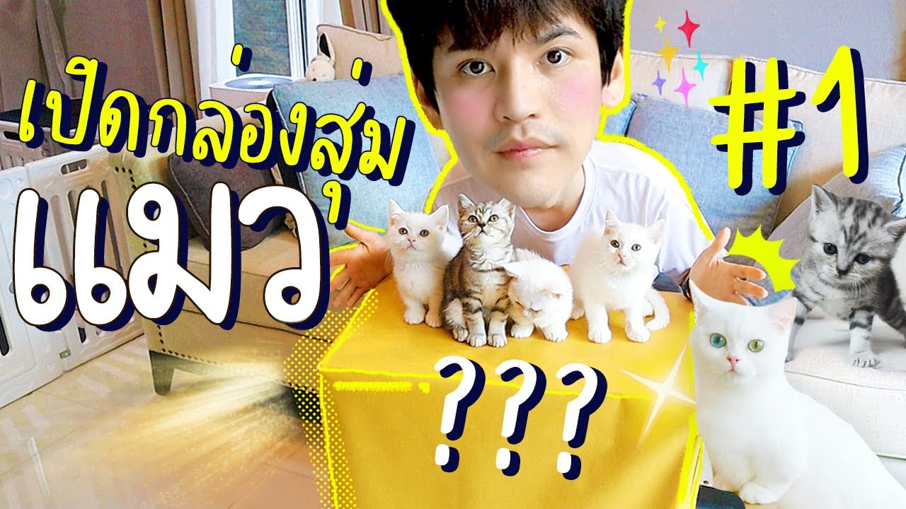 เปิดกล่องสุ่ม ? ของเล่นแมว!! (จัดเต็มรับขวัญหลาน) | ติดเต๋า