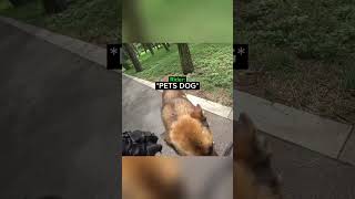 Biker Saves Dog From Wild Dogs…