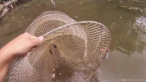 Turtle Hoop Nets