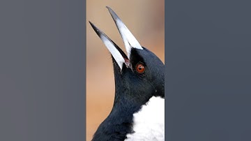 Best Bird Calls: Australian Magpies Singing 🐦🖤
