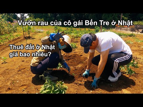 Video Cô gái Bến Tre ở Nhật | Thuê đất ở Nhật giá bao nhiêu... - youtube