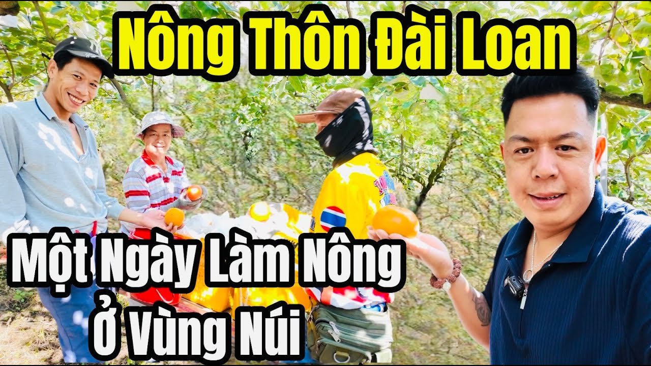 Cuộc Sống Đài Loan - Người Việt Làm Nông Ở Vùng Núi - Một Ngày Thu Hoạch Trái Hồng