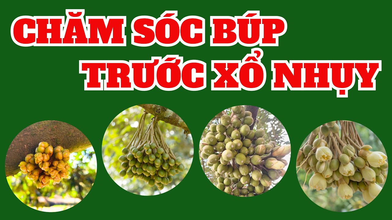 Chăm sóc sầu riêng giai đoạn búp trước xổ nhụy | Kỹ thuật bón phân, cắt tỉa và nuôi bông