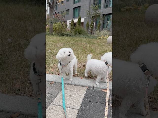 맹수가 오랜만에 짖음 옭