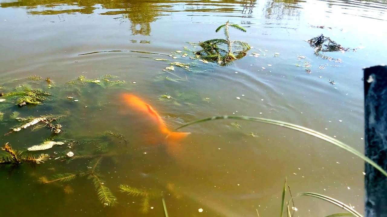 Нерест карпа кои в дачном пруду #2 - YouTube