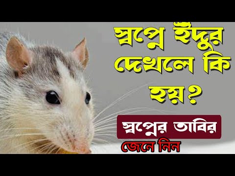 ভিডিও: কেন ইঁদুর স্বপ্ন দেখে