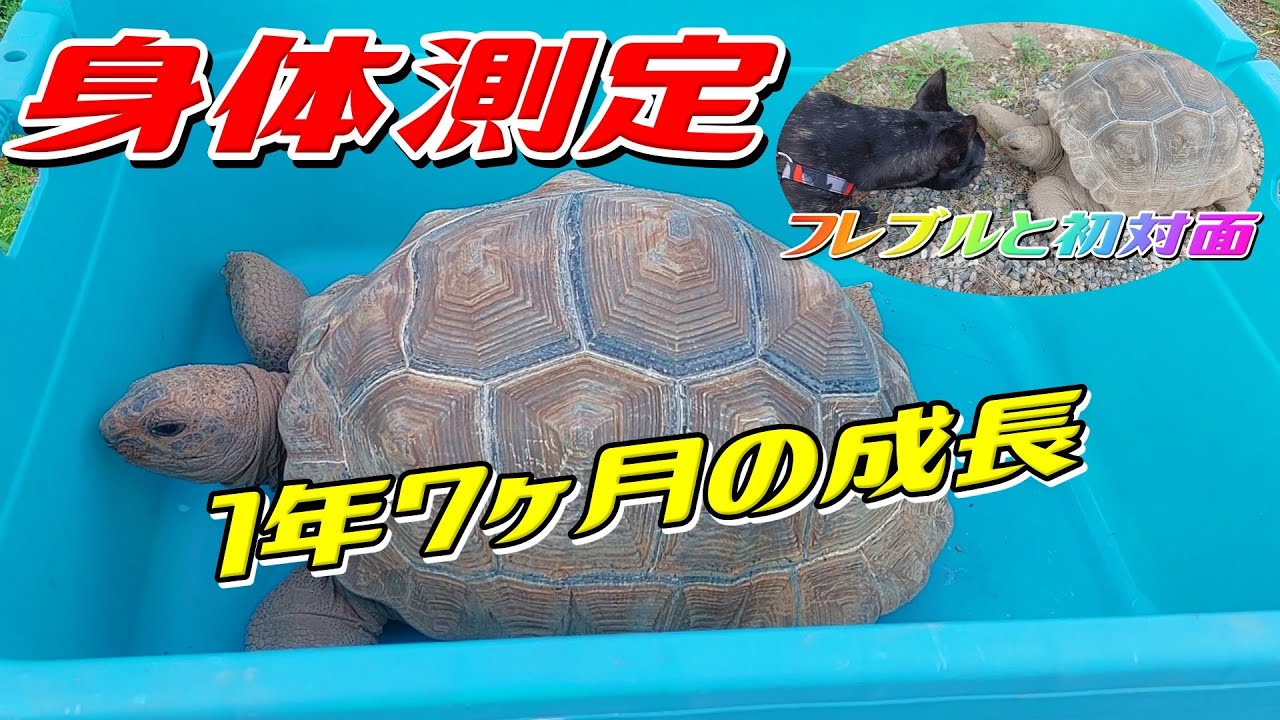 1年7ヶ月の成長】アルダブラゾウガメ身体測定【202207】Aldabra giant