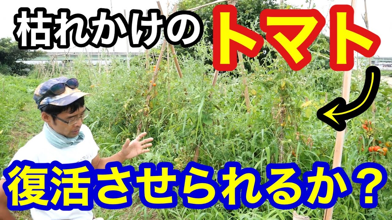 【枯れかけトマトの再生実験】①芽かき/ツル下ろし/誘引/水やり《更新剪定》2022年8月2日～9日