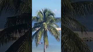 Mi vida en Caibarién Cuba 🇨🇺 #playa #travel #vacaciones #caibarién #cuba #beach #mividaencuba
