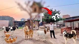 Hum Mini Zoo Wapis Agaiy😍