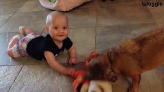 Dogs Playing With Babies: Compilation