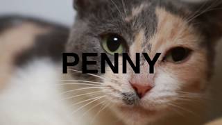 Adopt Penny at NKLA