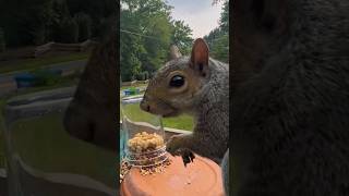 Bettys Big Challenge