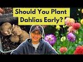How To Plant Dahlia Tubers || Waking Up Pre-Sprouting Dahlias