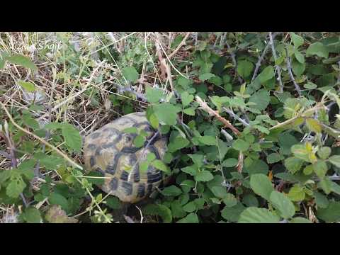 Video: Breshka Box - Terrapene Carolina Rraca E Reptileve Hipoalergjike, Shëndetit Dhe Jetës
