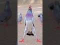 #pigeon #kabutar