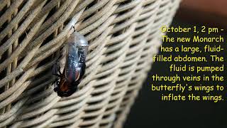 A Monarch is Born